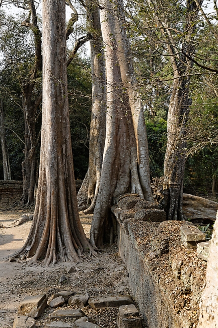 Ta Phrom et environs-062